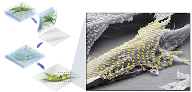 Tatuaje de células individuales: transferencia de nanopatrones de oro a células vivas
