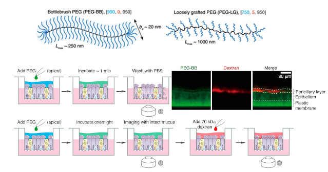 Diseño de nanovehículos de polietilenglicol en forma de escobilla para atravesar el epitelio de las vías respiratorias humanas
