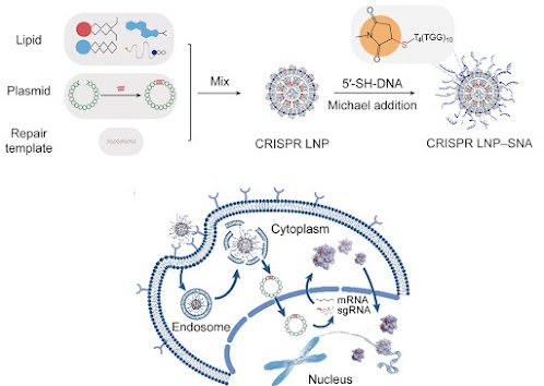 Una nueva estrategia de edición genómica que utiliza nanopartículas lipídicas con ácidos nucleicos esféricos y CRISPR